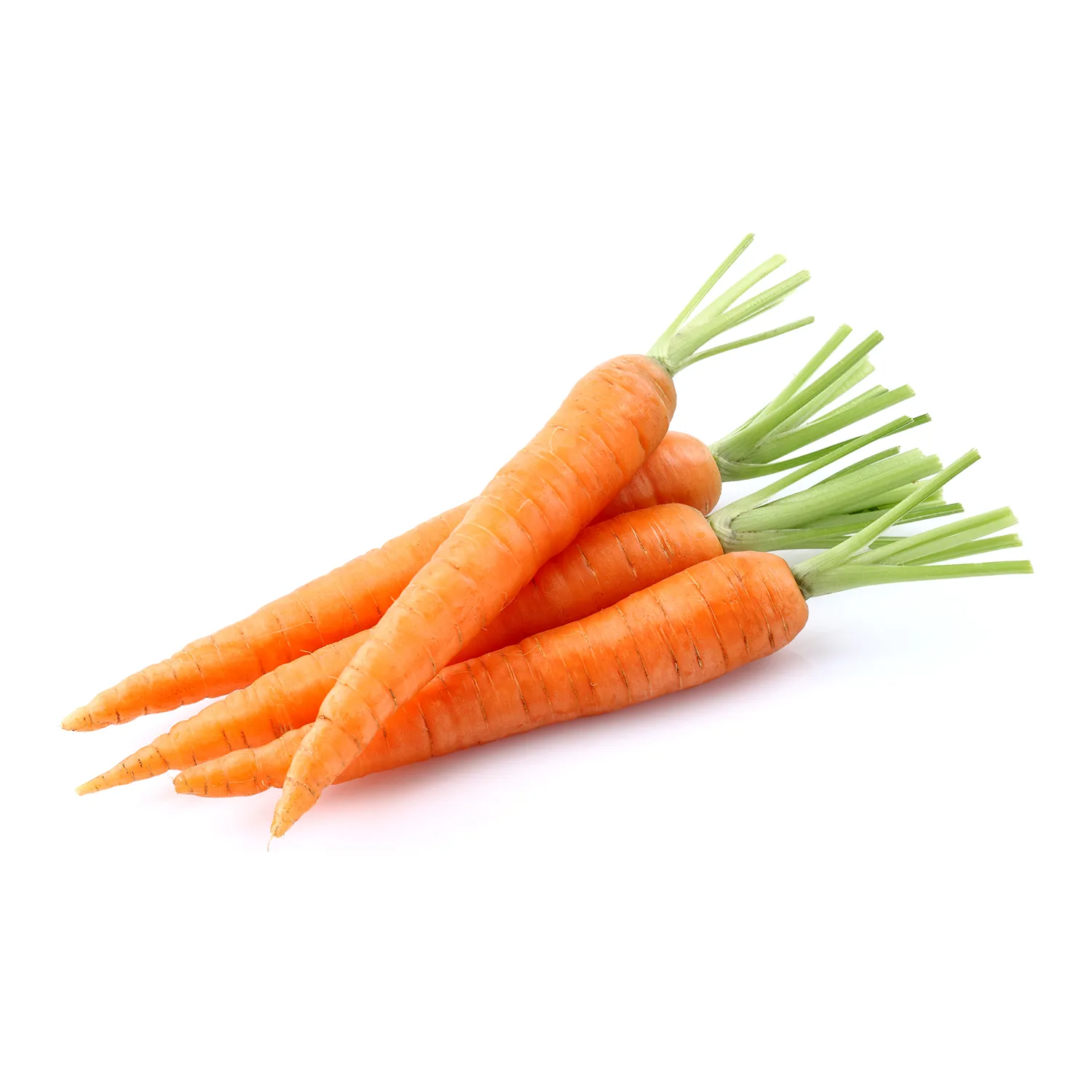 Carrot